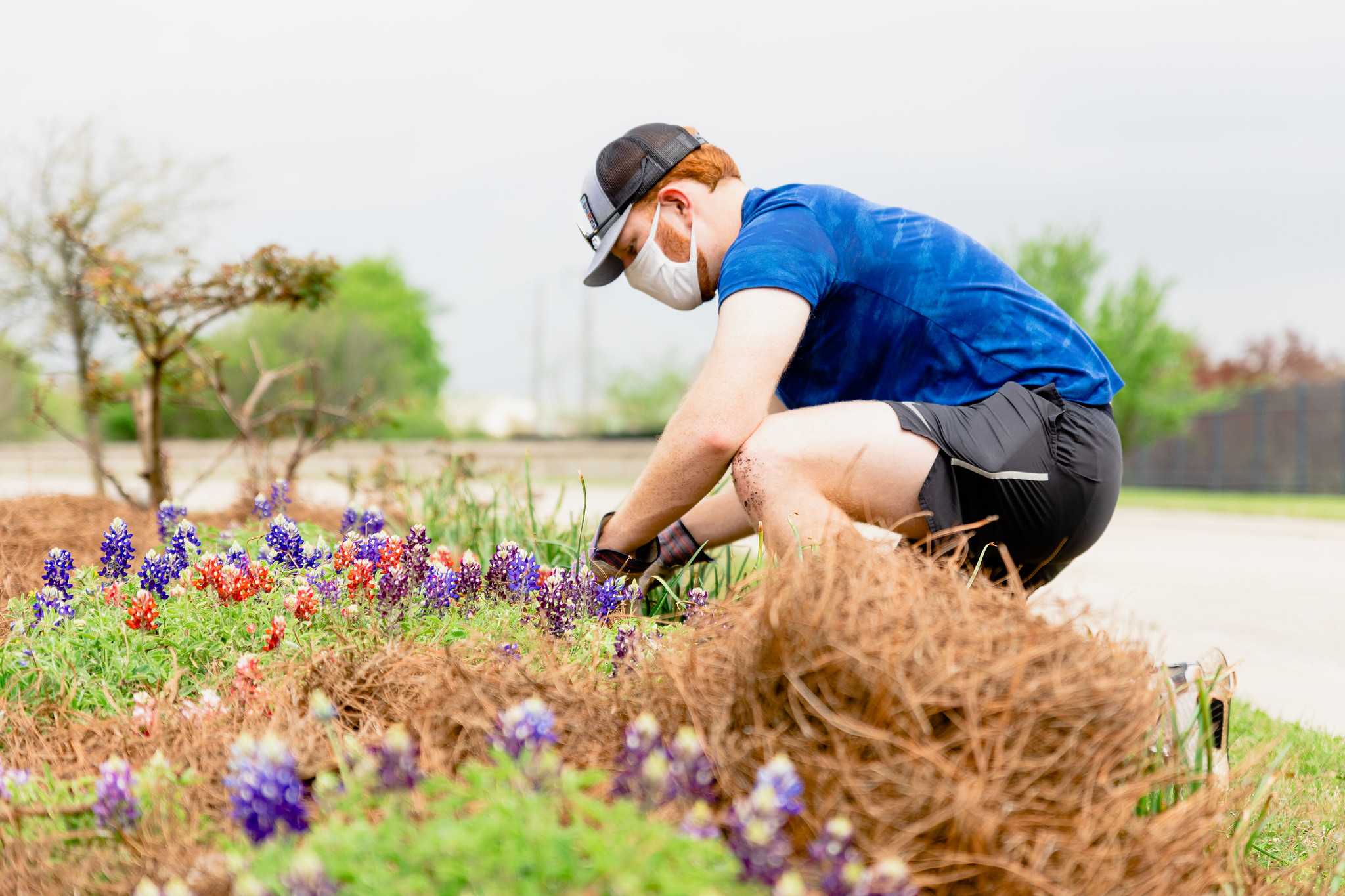 Image of a student wearing a cap and face mask kneeling down and tending to a bluebonnet field.