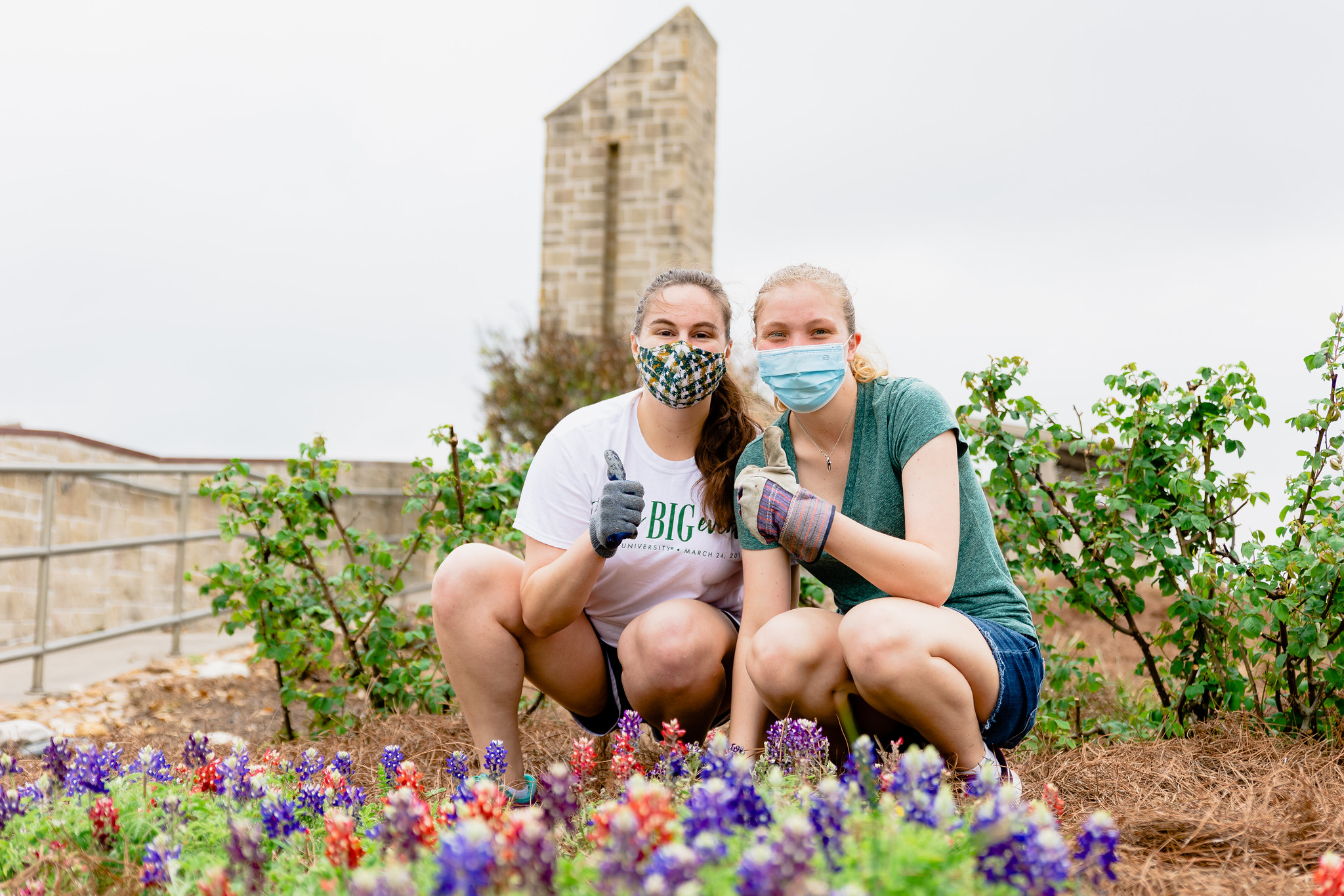 Two students wearing face coverings and gardening gloves stop to gig 'em in the middle of tending to a bluebonnet field.