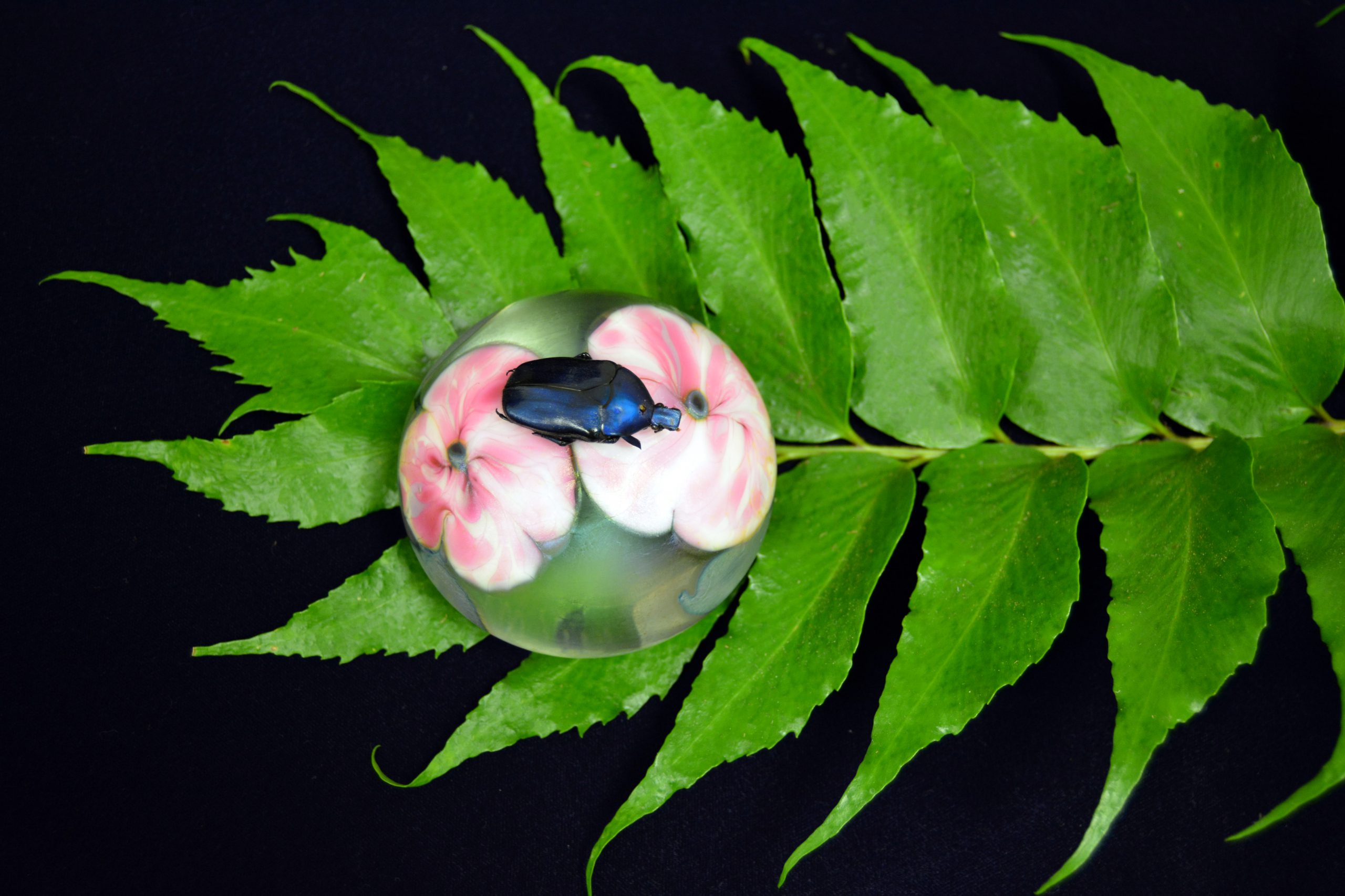 Image of artwork from Garden or earthly delights exhibit. A beetle lays on flowers in a clear capsule that rests on leaves