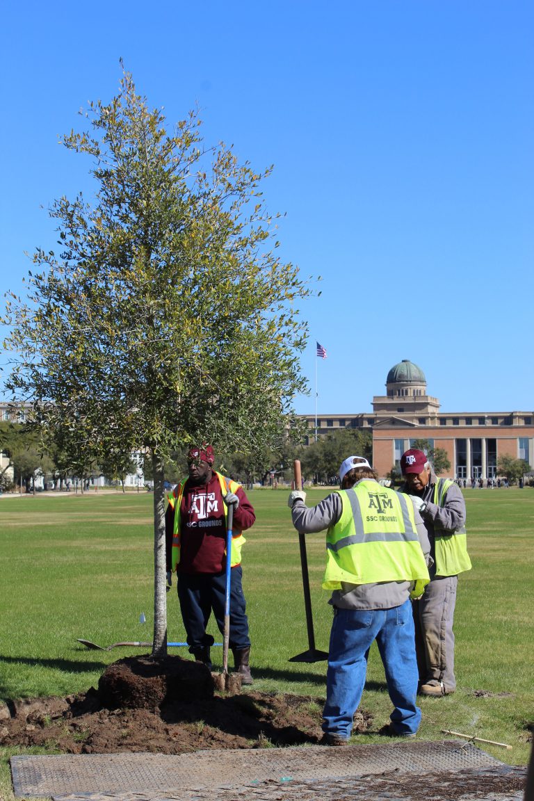 Photo of workers planting a tree on Simpson drill field.