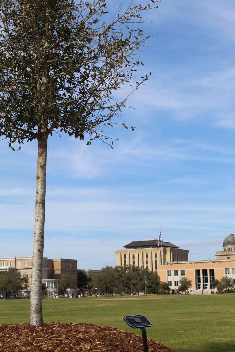 Photo of one of the newly planted trees on Simpson drill field