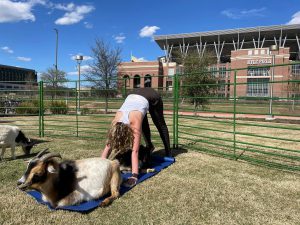 Photo of a person doing yoga with a goat lying down in front of them.