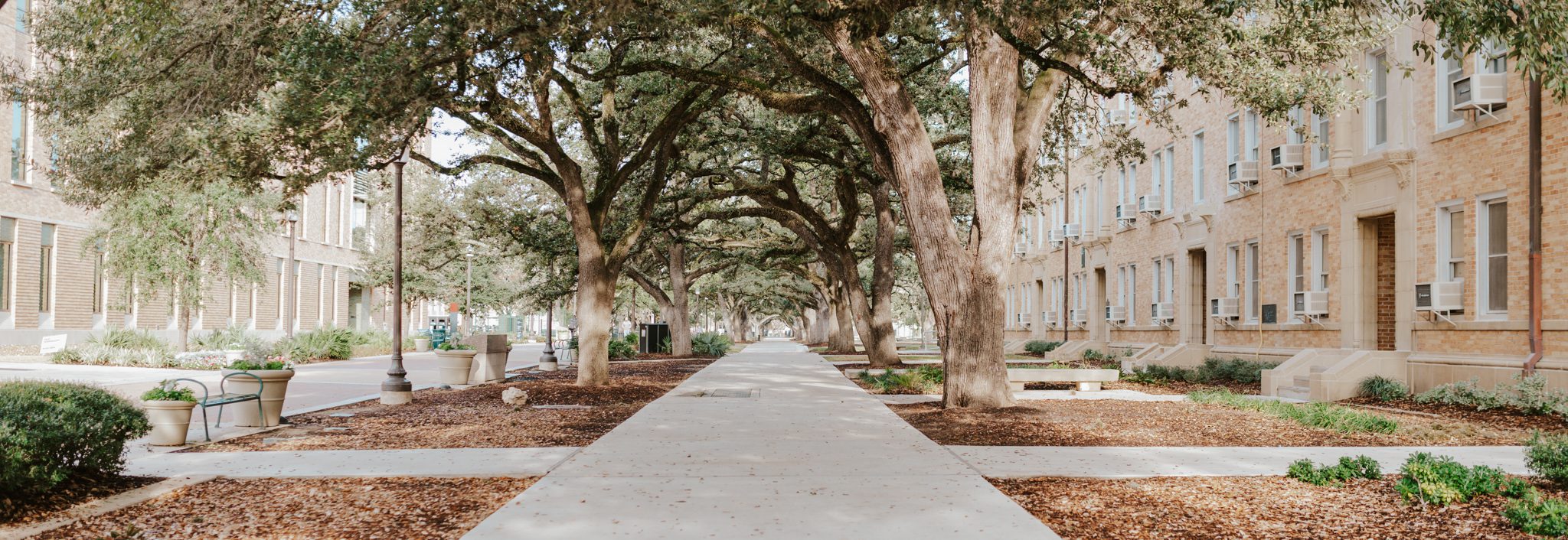 Photo of walk way on campus
