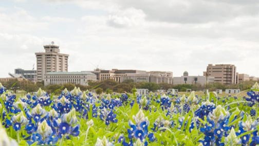 Bluebonnets in a field with Texas A&M campus in the background.